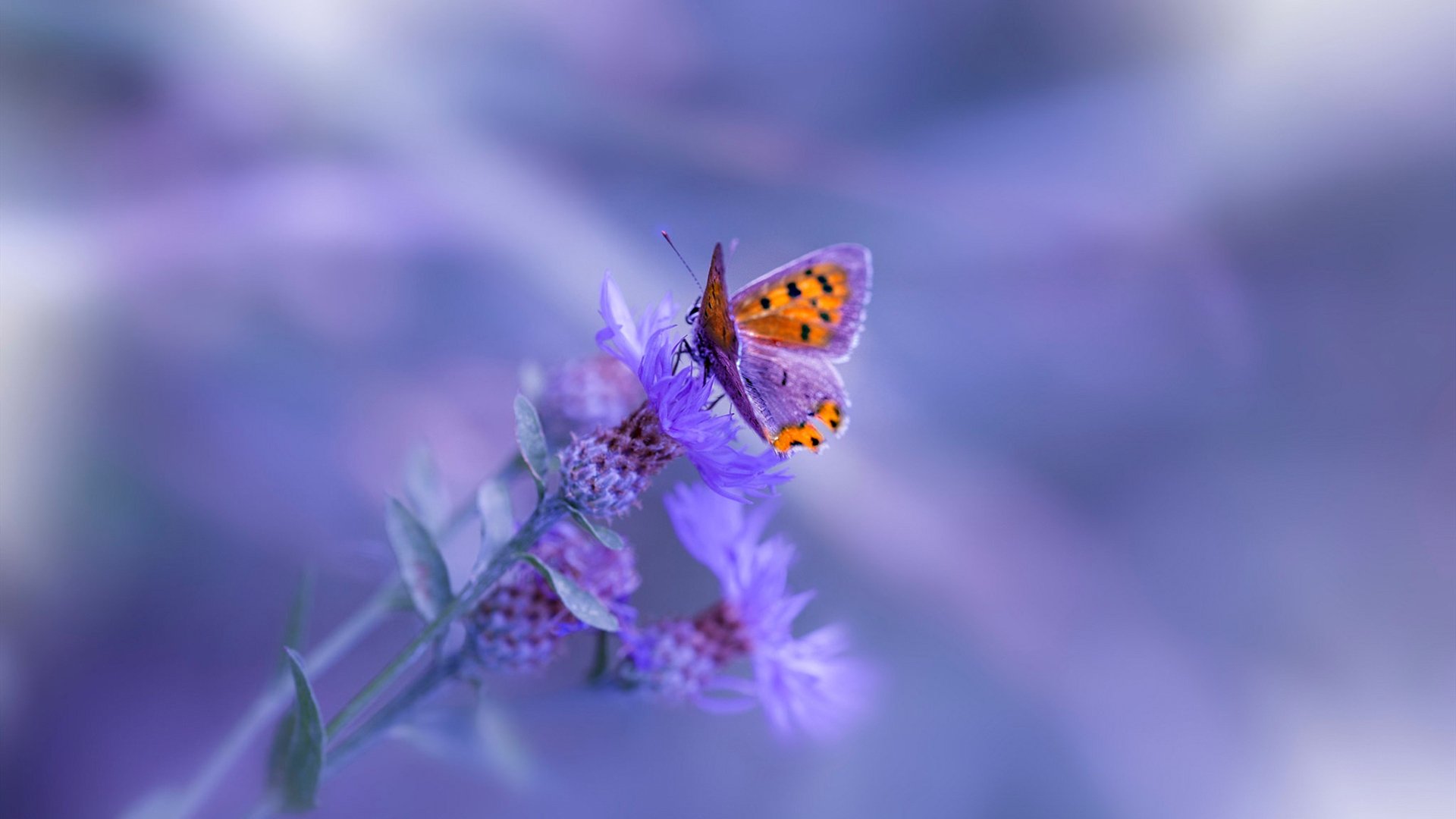 烈焰与冰锋,当桃田贤斗点燃赛场,德国人用冷静完成史诗翻盘