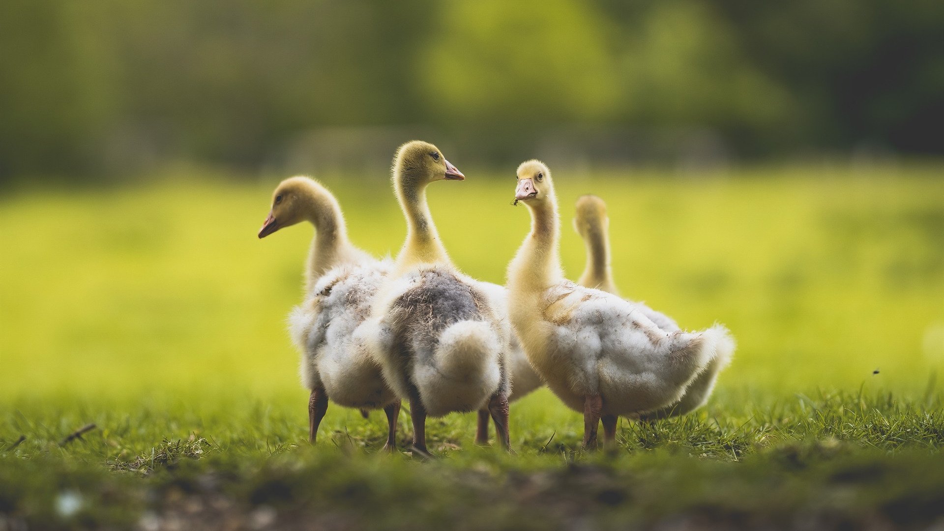 开云体育入口-桃田贤斗，重燃的铁，淬火的冰，日本羽球之魂的静默呐喊