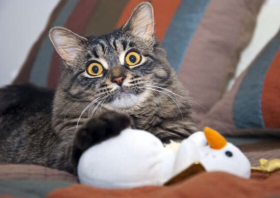 开云体育登录-双雄的对话，团队纪律与绝对统治力的胜利