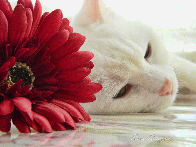 逆光绝杀，马琳点燃双子塔的焰火