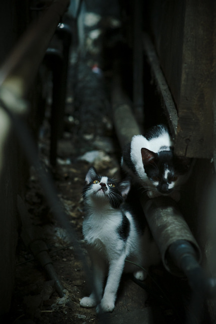 开云体育官网-马克西冻结时间，当冰晶在丹佛高原绽放，我们重新定义了唯一