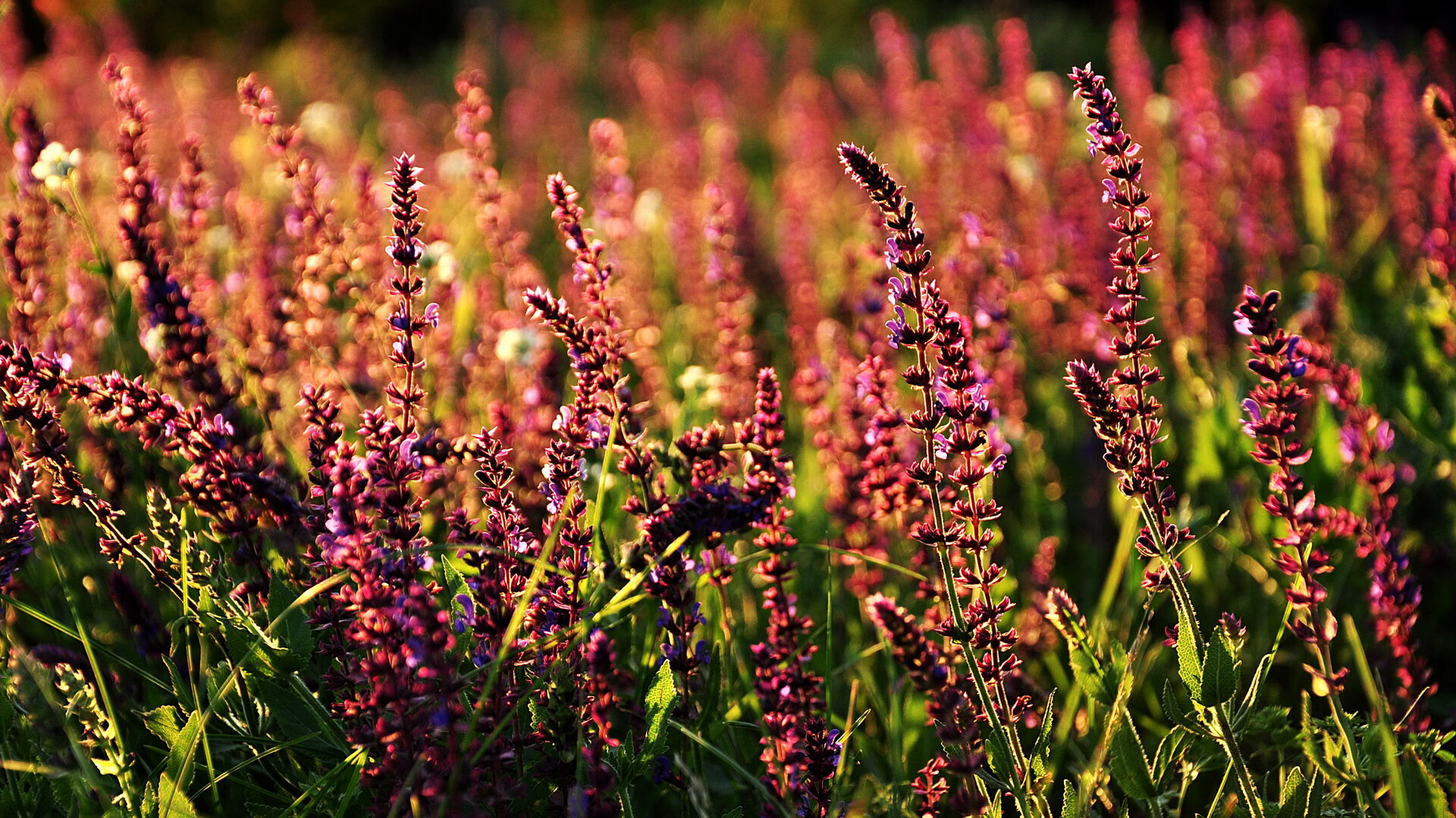 开云体育APP下载-欧冠淘汰赛之夜，不只有梅西闪耀，当奥亚尔萨瓦尔点燃小球队的燎原之火