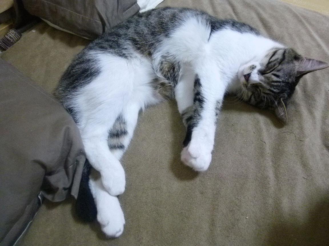 快船掀翻活塞，而杰伦·格林在季后赛的轰鸣中，驶入了那条绿色通道