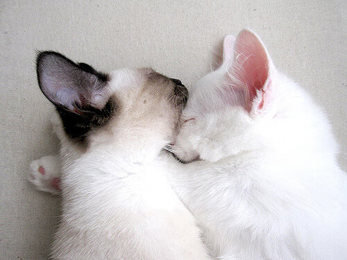 欧洲堡垒崩塌之夜，几内亚逆袭巴黎的欧冠神话