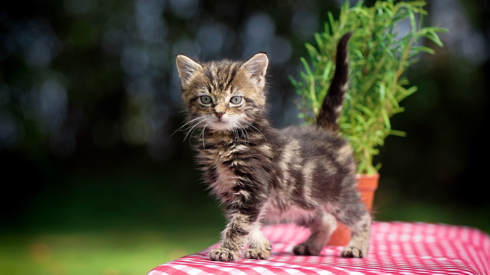 欧冠淘汰赛焦点战爆冷，玻利维亚轻取韩国，改写历史篇章