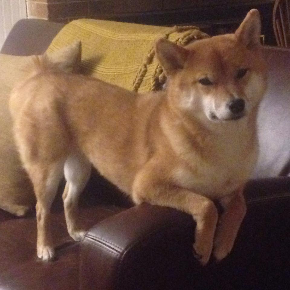 开云sport-数据全满贯！巴雷拉火力全开，哥伦比亚终结巴西24年不败神话