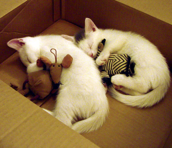 禁区之网,绿茵之锁,当篮球大脑封印足球星辰