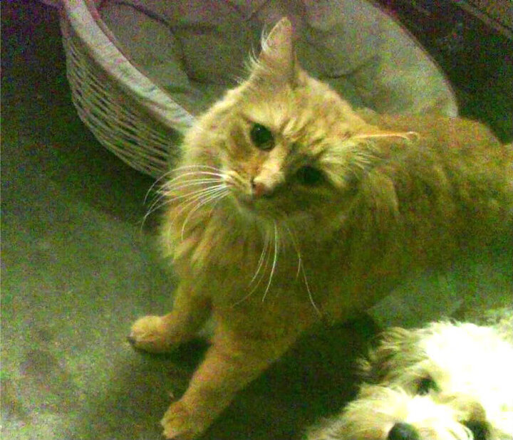 开云体育-公牛击败山西队，莫兰特奥运关键战接管比赛—篮球世界的双重奏