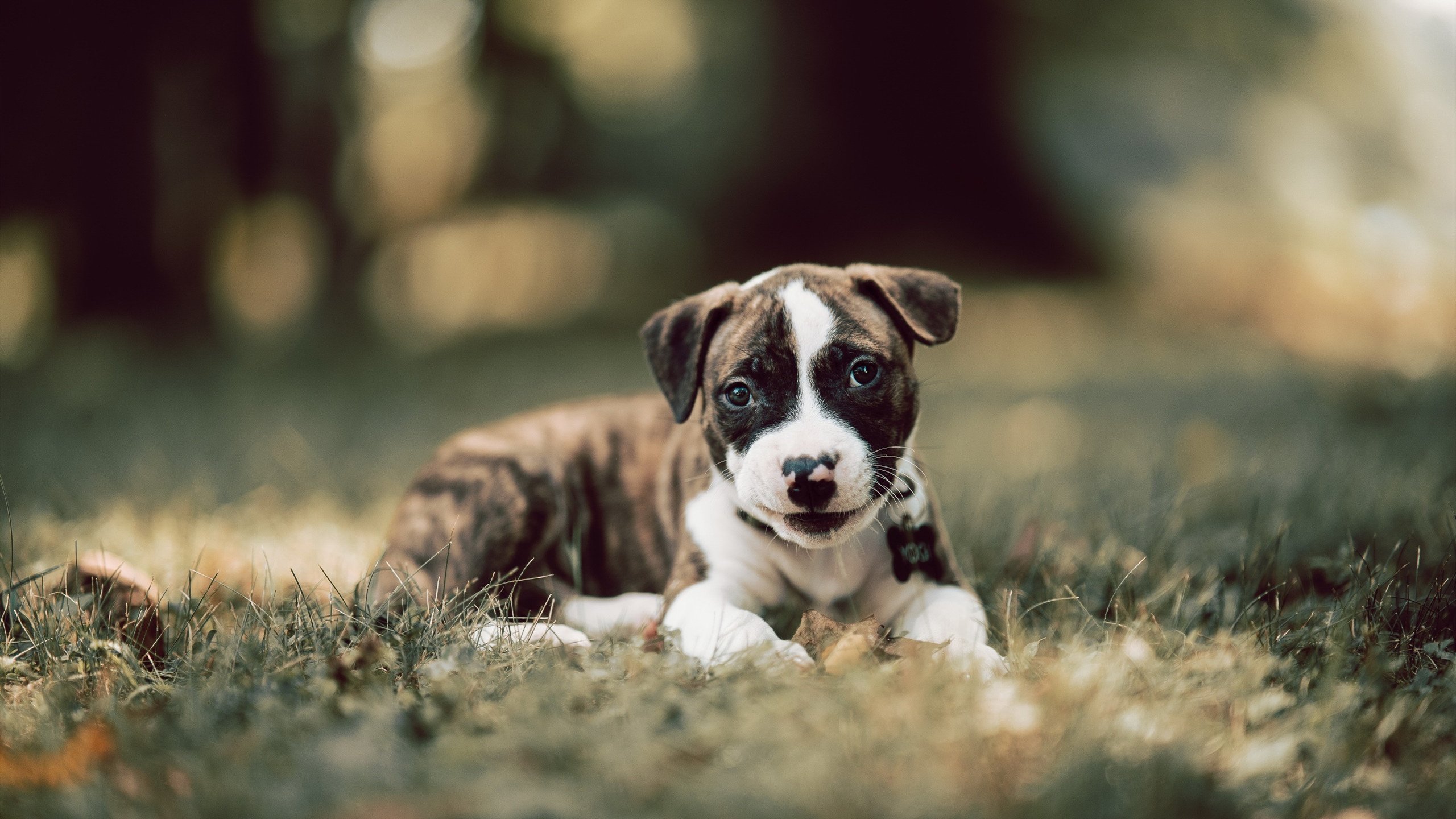 开云体育app-星光下的对决，李刚仁连续得分之夜，拉开年度焦点之战差距