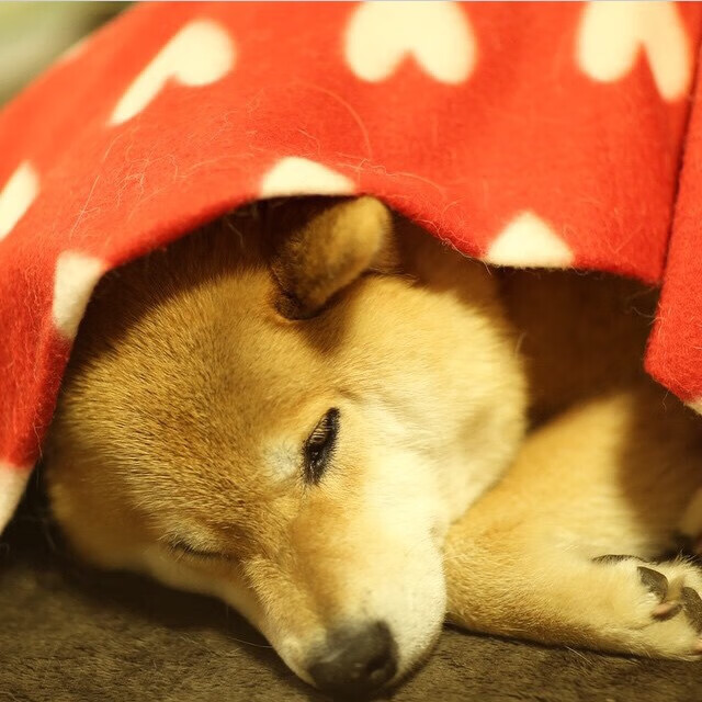 开云体育平台APP-红魔铁骑如何打穿沙漠防线？美加墨世界杯唯一性对决的战术密钥