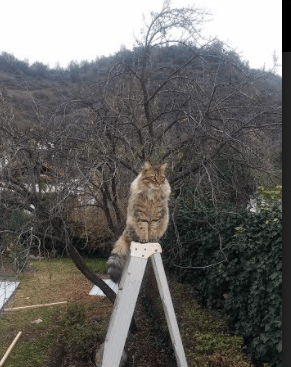 闪电战击溃，导演逆转—阿尔瓦雷斯三传一射主宰中毕友谊赛