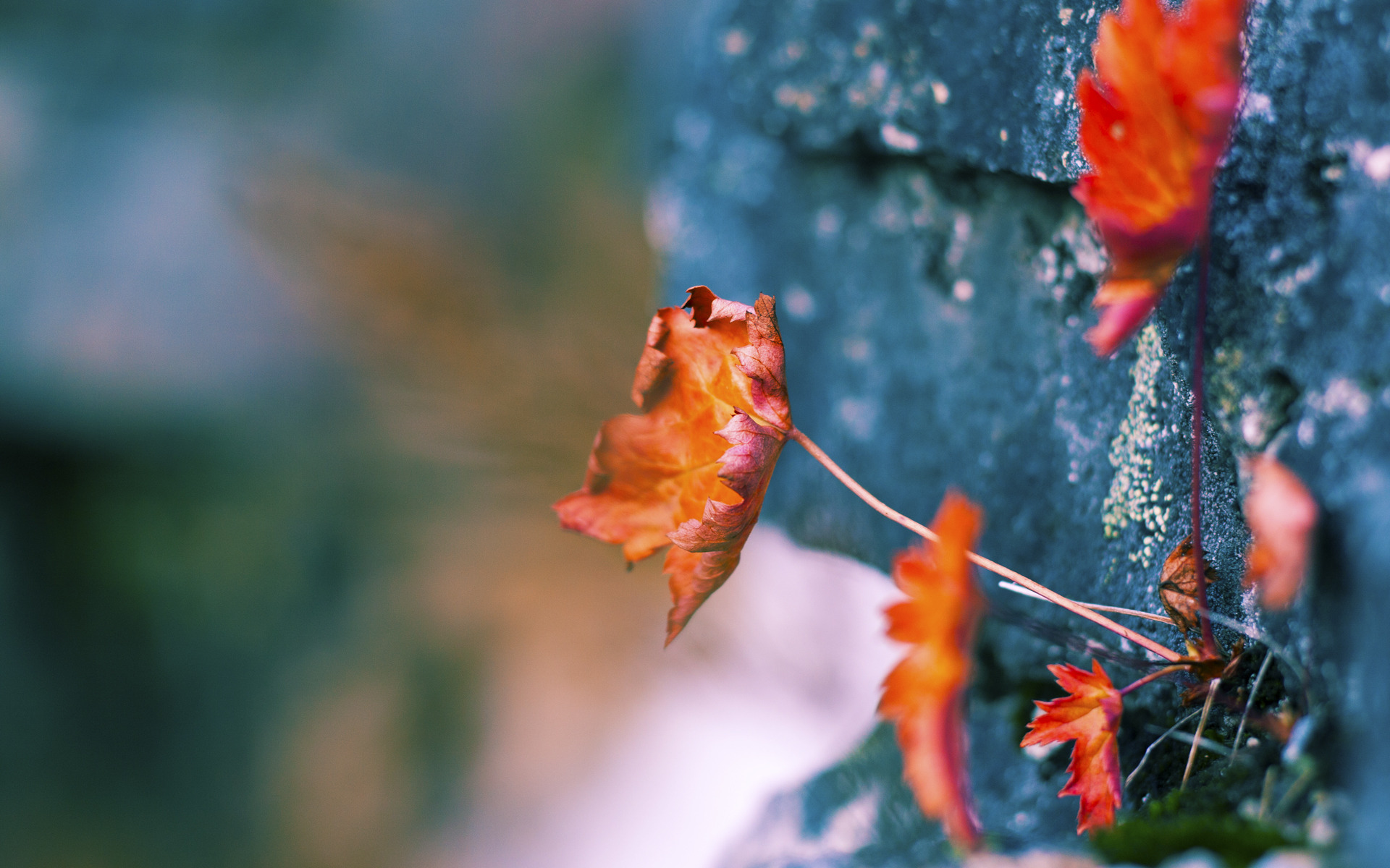 开云sport-冰火两重天，文班亚马的孤星闪耀与森林狼的群狼撕咬