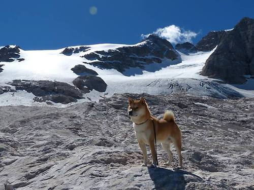 收割战场！利拉德化身战神全程高能输出，黄蜂队完美执行粉碎浙江队！